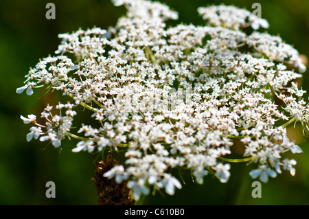 Schafgarbe Pflanze Blume Kopf an einem sonnigen Tag Stockfoto