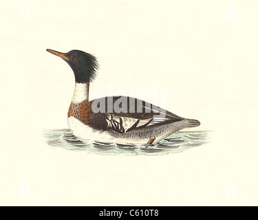 Der Red-breasted Sheldrake, Red-breasted Merganser (Merganser serrator, Mergus serrator) vintage Vogel Lithographie - James De Kay, Zoologie von NY, Vögel Stockfoto