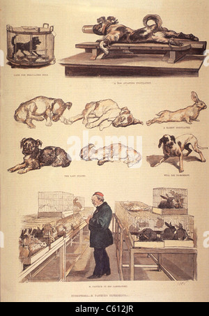 Louis Pasteur (1822-1895) im Labor arbeiten an Tollwut (Tollwut) experimentiert mit Kaninchen und Hunde. 1885. Stockfoto