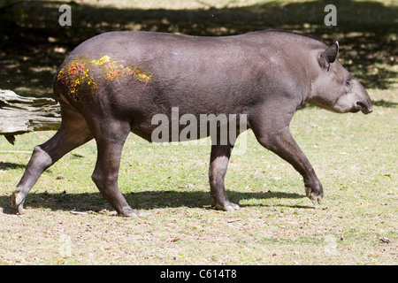 Ein verletzter Baird-Tapir in Gefangenschaft Tapirus bairdii Stockfoto