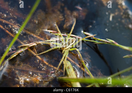 Raft Spinne, Dolomedes Fimbriatus, Surrey, UK. Stockfoto