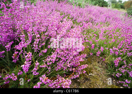 Bell Heather, Erica Cinerea. VEREINIGTES KÖNIGREICH. Stockfoto