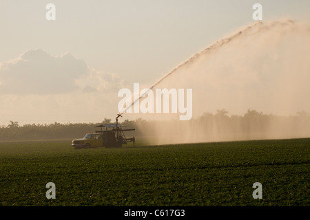 Wasserwerfer zur Bewässerung in Florida Stockfoto