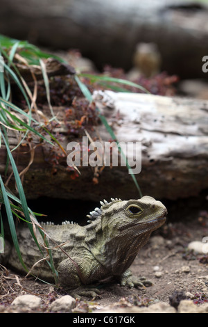 New Zealand Tuatara Stockfoto