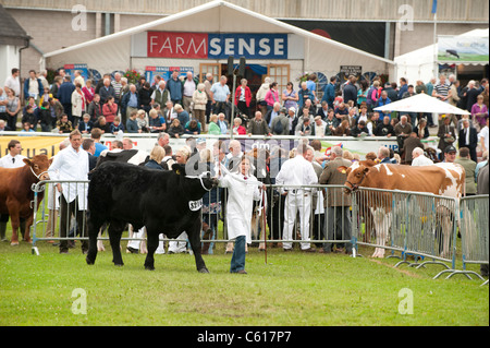 Bullen im Wettbewerb am Royal Welsh Agricultural Show, Builth Wells, Wales, 2011 Stockfoto