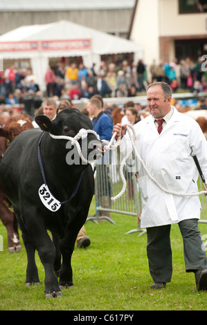 Bullen im Wettbewerb am Royal Welsh Agricultural Show, Builth Wells, Wales, 2011 Stockfoto