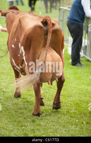 Eine Kuh mit vollen Eutern am Royal Welsh Agricultural Show, Builth Wells, Wales, 2011 Stockfoto