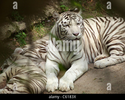 Extrem seltenen weißen Tiger in Zooparc de Beauval in Saint-Aignan, Frankreich. Stockfoto