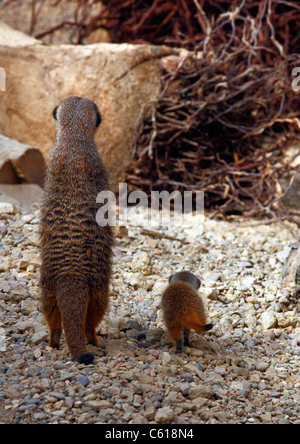 Baby-Erdmännchen mit Erwachsenen Stockfoto