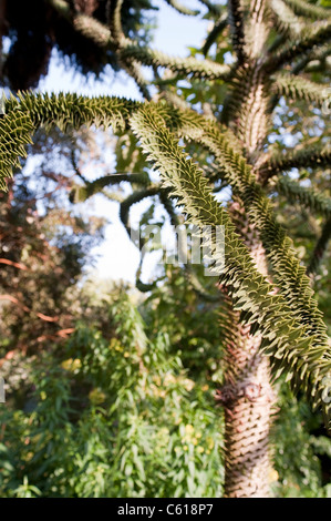 Der Affe-Baum in Chelsea Physic Garden, auch bekannt als Monkey Puzzle Tree oder Monkey Trail Baum, Araucaria Araucana, immergrün Stockfoto