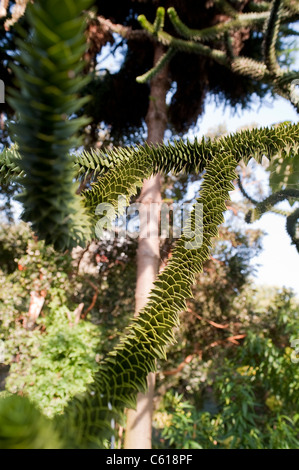 Der Affe-Baum in Chelsea Physic Garden, auch bekannt als Monkey Puzzle Tree oder Monkey Trail Baum, Araucaria Araucana, immergrün Stockfoto