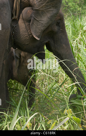 Elefanten im Chitwan Nationalpark in Nepal Stockfoto
