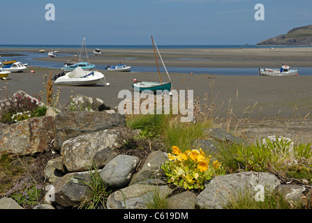 Gelbe Blume gepflanzt in eine Steinmauer mit Blick auf die Küste bei Ebbe mit kleinen Booten in Newport, Pembrokeshire, Wales Stockfoto