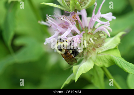 Hummel auf wilde Bergamotte Stockfoto