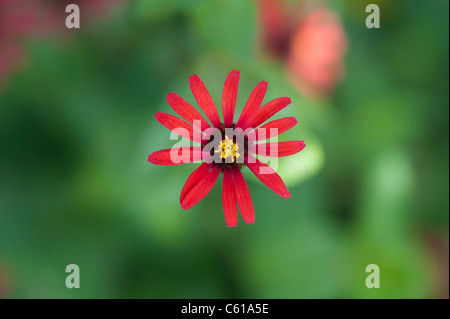 Zinnie Tenuifolia. Zinna "Rote Spinne" Blume Stockfoto