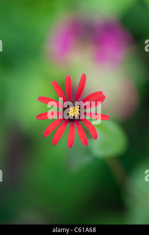 Zinnie Tenuifolia. Zinna "Rote Spinne" Blume Stockfoto