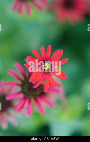 Zinnie Tenuifolia. Zinna "Rote Spinne" Blume Stockfoto