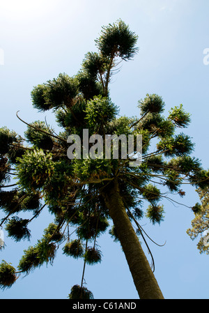 Palheiro Gärten, gelegen in der Palheiro Estate auf der Insel Madeira. Stockfoto