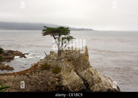 Die Lone Cypress entlang der 17 Mile Drive in Monterey County, Kalifornien Stockfoto