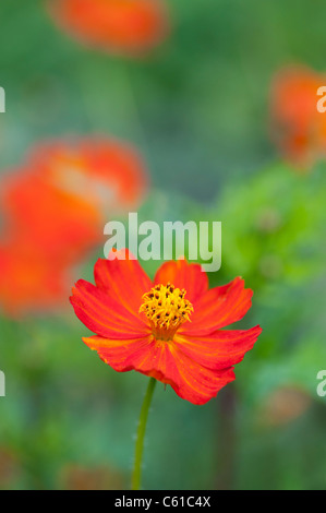 Cosmos Sulphureus Polidor Blume Stockfoto