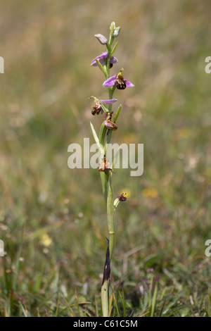 Biene Orchidee (Ophrys Apifera). Dorset, UK. Stockfoto