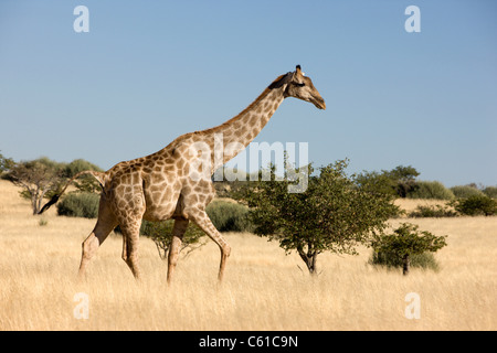 Eine einsame Giraffe mit möglichen Kugel Narbe am hinteren Bein. Kaokoveld Palmwag, Damaraland, Namibia. Stockfoto