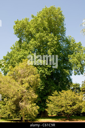 Palheiro Gärten, gelegen in der Palheiro Estate auf der Insel Madeira. Stockfoto