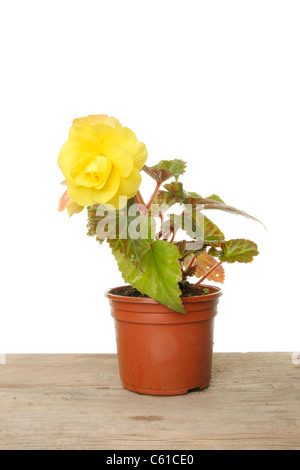 Begonie-Anlage mit einer gelben Blume in einem Topf auf einer Holzbank Stockfoto