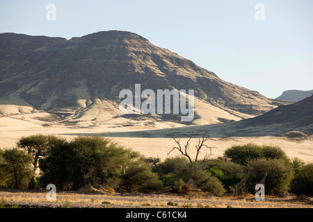 Ein paar der Giraffe durchsuchen die Bäume durch den Hoarusib Fluss. Purros, nördlichen Kaokoland, Kaokoveld, Namibia. Stockfoto