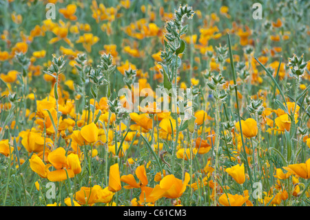 Mexican Gold Mohn und Fiddleneck Werk in der Sonora-Wüste. Arizona. Stockfoto