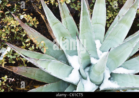 Winter kommt zum Bereich Parker Creek Felsen nordöstlich von Roosevelt Seengebiet, AZ. Stockfoto