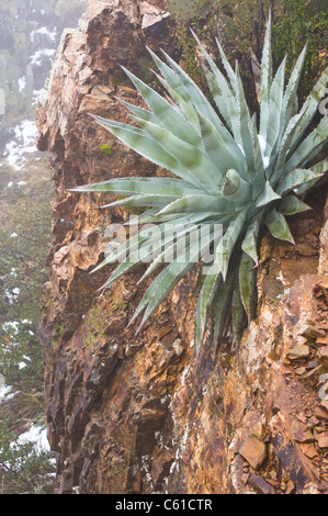 Winter kommt zum Bereich Parker Creek Felsen nordöstlich von Roosevelt Seengebiet, AZ. Stockfoto