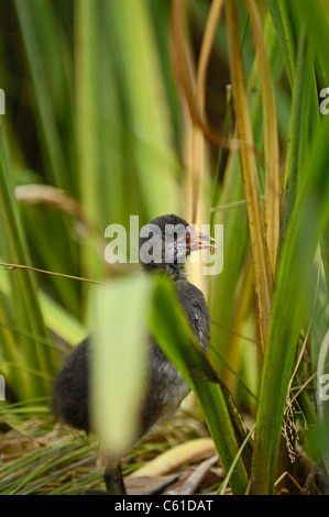 Juvenile Teichhuhn versteckt zwischen Schilf und anderer Vegetation gegen Raubtiere. Stockfoto