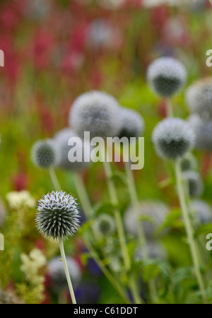 Echinops oder besser bekannt als Globe Thistle die als stacheligen Blätter und borstigen metallisch blauen Blüten. Stockfoto