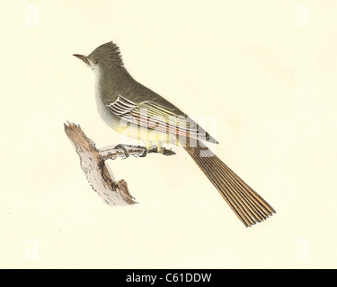 Die Große-Crested Kingbird, Great Crested Schopftyrann (Tyrannus crinitus, Myiarchus crinitus) vintage Vogel Lithographie James De Kay, Zoologie von NY Vögel Stockfoto