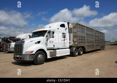 Semi-Viehwagen geparkt an Raststätte Parkplatz in ländliche Manitoba Kanada Stockfoto