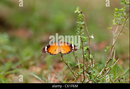 Eine schlichte Tiger Schmetterling sitzt auf einem Zweig mit einem grünen Hintergrund Stockfoto