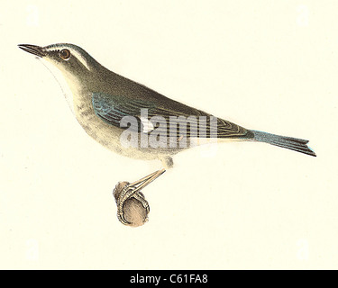 Die Black-throated Blau Warbler (Sylvicola canadensis, Setophaga Caerulescens) vintage Vogel Lithographie - James De Kay, New York Zoologie, Fauna, Vögel Stockfoto