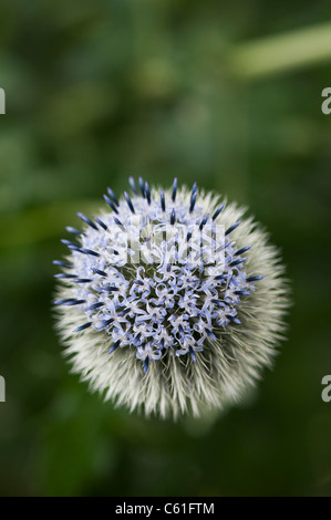 Echinops Bannaticus 'Taplow Blue' Blume in einem englischen Garten Stockfoto