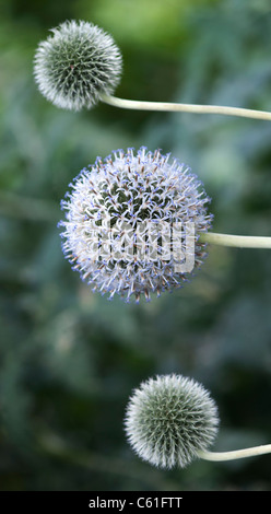 Echinops Bannaticus 'Taplow Blue' Blumen in einem englischen Garten Stockfoto