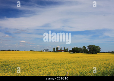 Raps-Feld in der Nähe auf der Autobahn 6 in Arthur, in der Nähe von Elmira, Ontario, Kanada 2011 Stockfoto