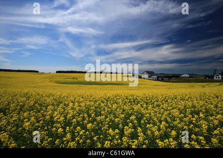 Raps-Feld in der Nähe auf der Autobahn 6 in Arthur, in der Nähe von Elmira, Ontario, Kanada Stockfoto