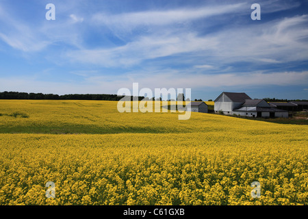 Raps-Feld in der Nähe auf der Autobahn 6 in Arthur, in der Nähe von Elmira, Ontario, Kanada Stockfoto