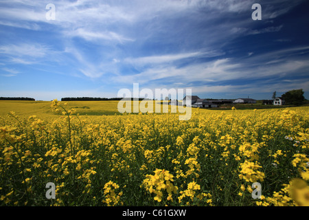 Raps-Feld in der Nähe auf der Autobahn 6 in Arthur, in der Nähe von Elmira, Ontario, Kanada Stockfoto