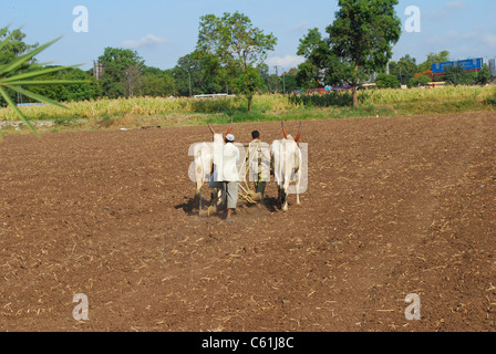 Landwirt und Ochsenkarren Stockfoto