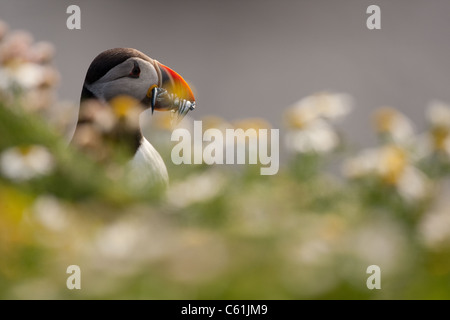 Papageitaucher mit Sandaale im Schnabel bei Sumburgh Head auf den Shetland-Inseln Stockfoto