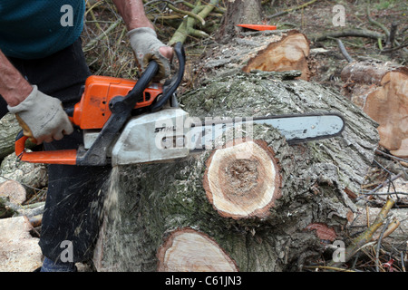 Männliche Hände mit einer Kettensäge Ablängen neu umgestürzten Baum Stockfoto