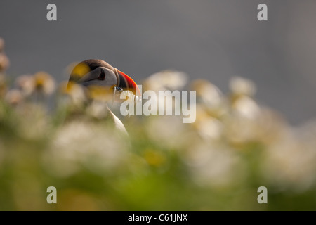 Papageitaucher mit Sandaale im Schnabel bei Sumburgh Head auf den Shetland-Inseln Stockfoto