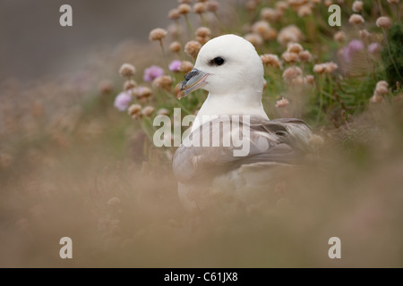 Fulmar in unter Klee bei Sumburgh auf den Shetland-Inseln Stockfoto