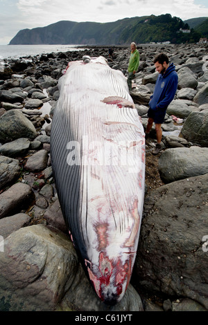 Eine riesige Finnwal 55ft Fin angeschwemmt in Lynmouth Beach, Devon, UK Stockfoto